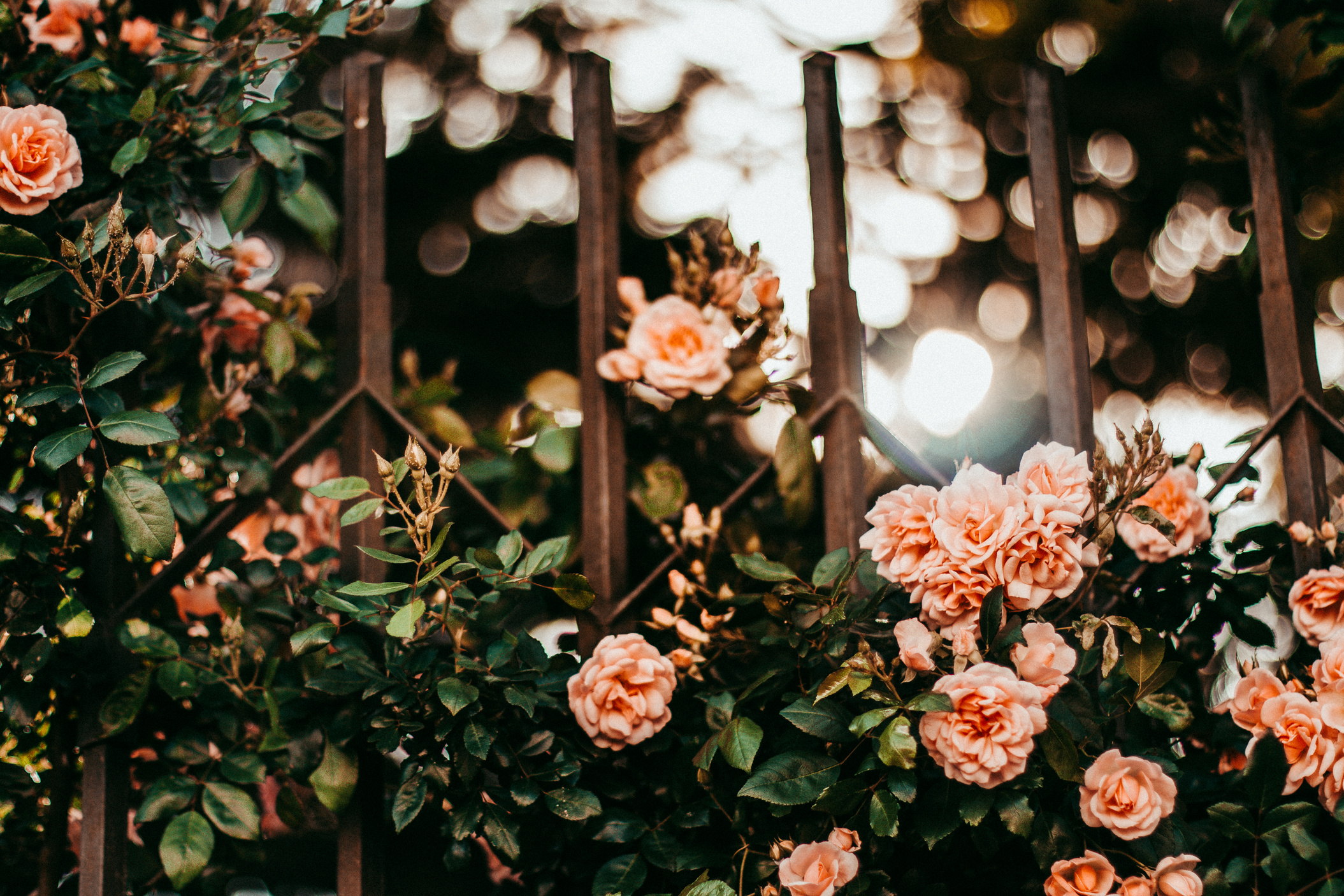 Pink Petaled Flowers on Metal Gate Grills